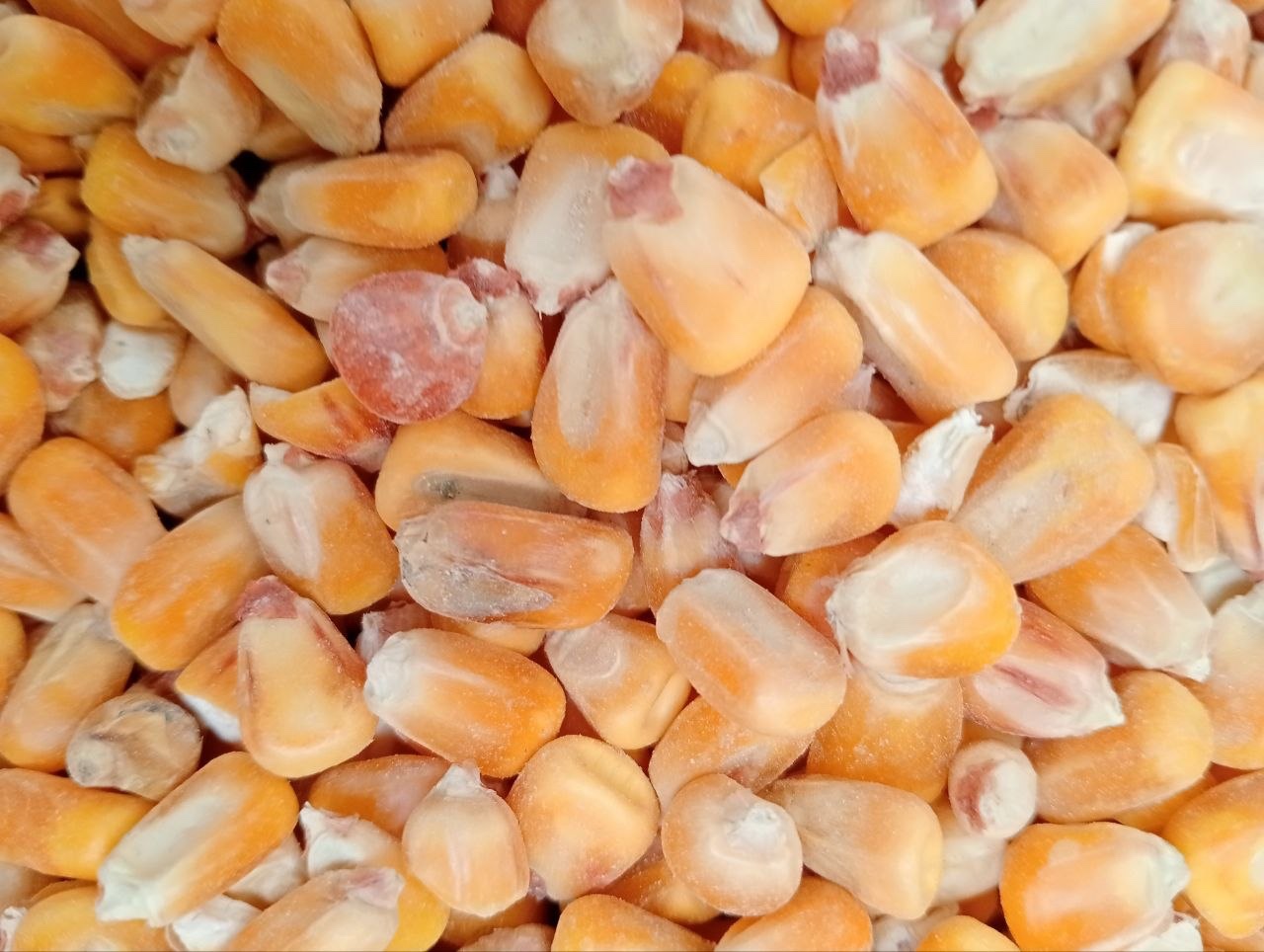 Close-up photograph of yellow corn kernels