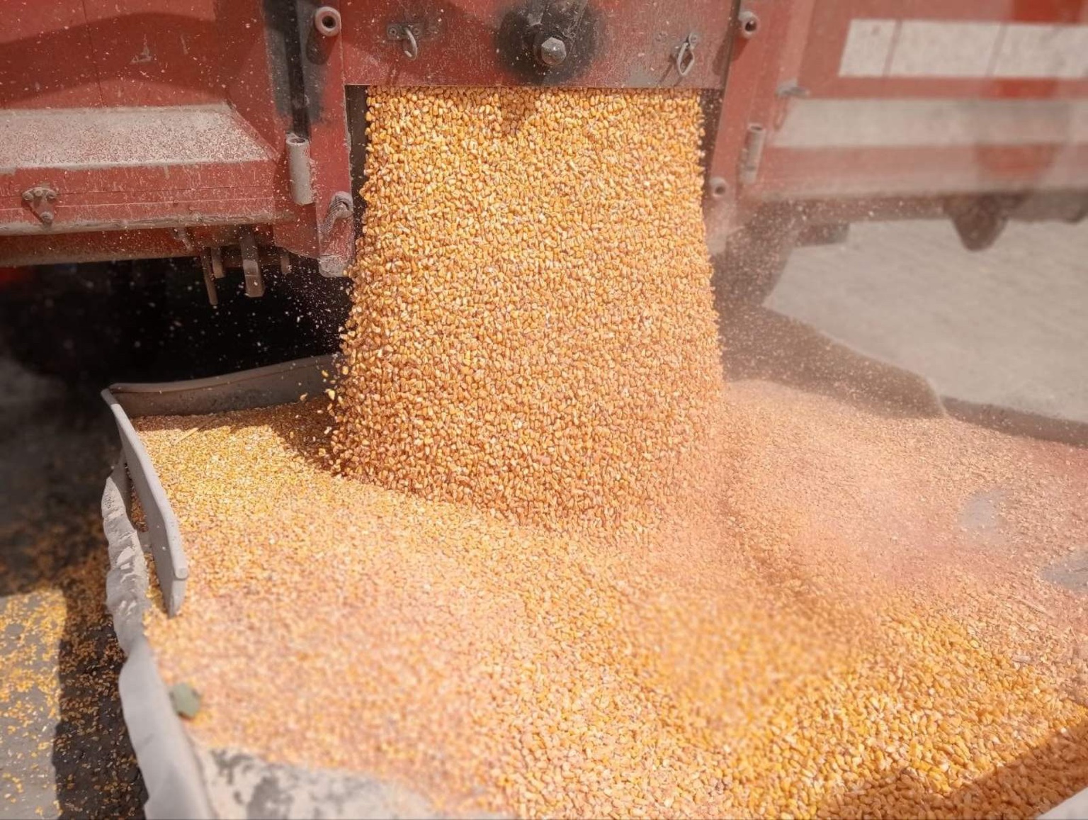 Yellow corn flowing from the rear of a truck